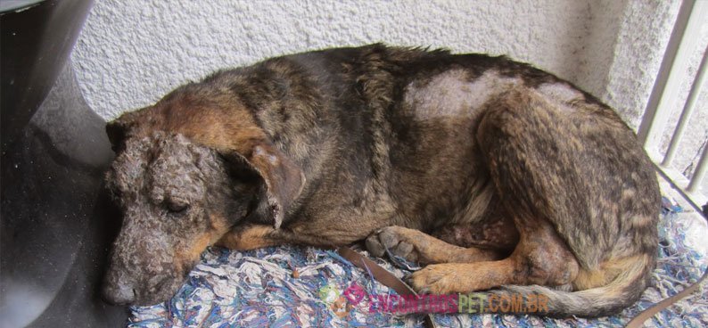 cachorro-com-virose-03