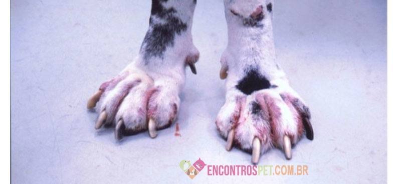 Dermatite canina