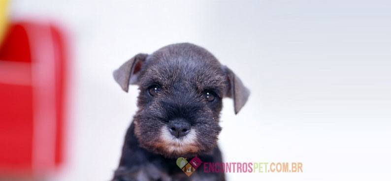 Affenpinscher-03