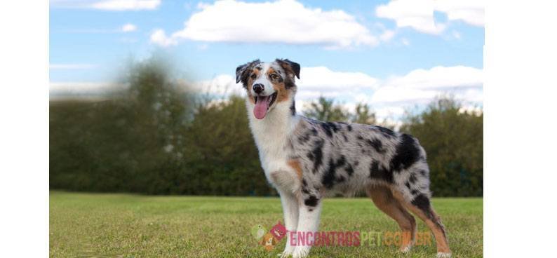 Australian-Shepherd-05