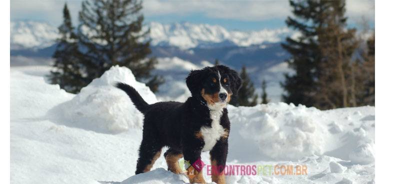 Bernese-Mountain-Dog02