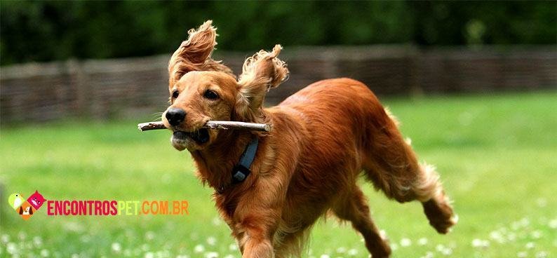 Cocker-Spaniel-ingles02