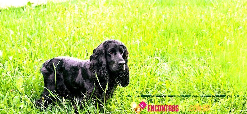 Cocker-Spaniel-ingles05