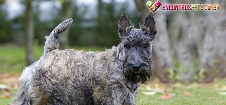 Scottish-Terrier03