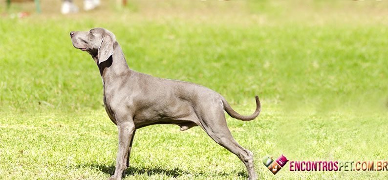 Weimaraner