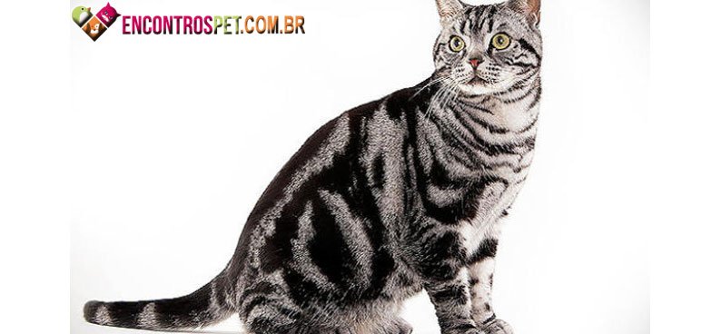 American-Shorthair