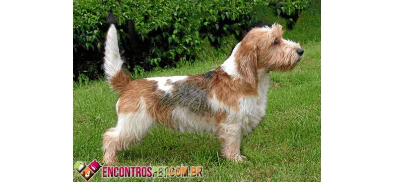 Cachorro Basset Griffon da Vendeia