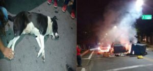 REVOLTANTE: Cachorro de rua é ASSASSINADO por policial e revolta a moradores de Heliópolis.