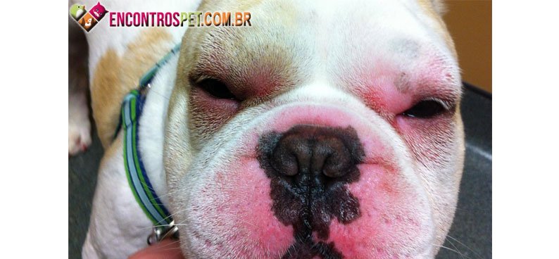 Cachorro-inchaco-02