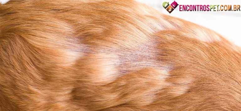 Cachorro com Queda de Pelo: O que Fazer? - Encontros Pet