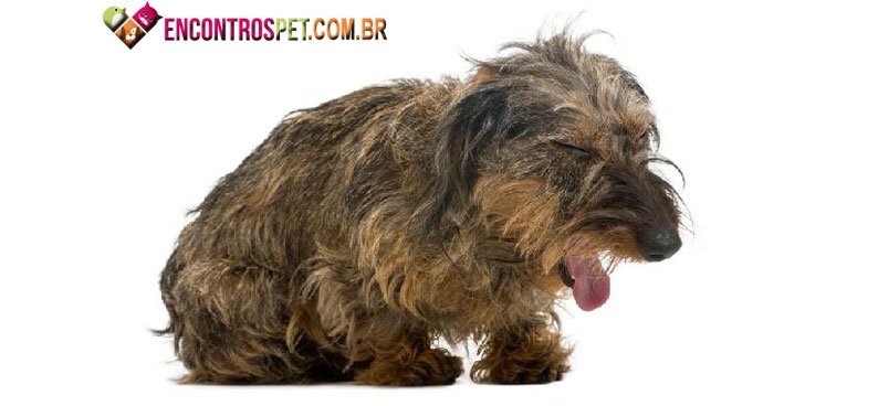 Cachorro-tosse-01