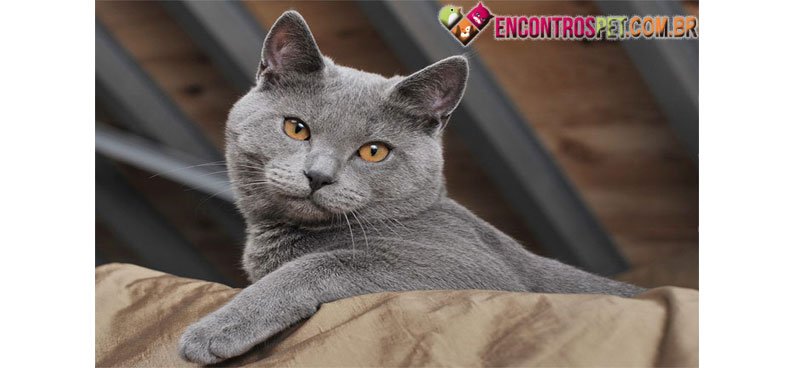 Chartreux-01