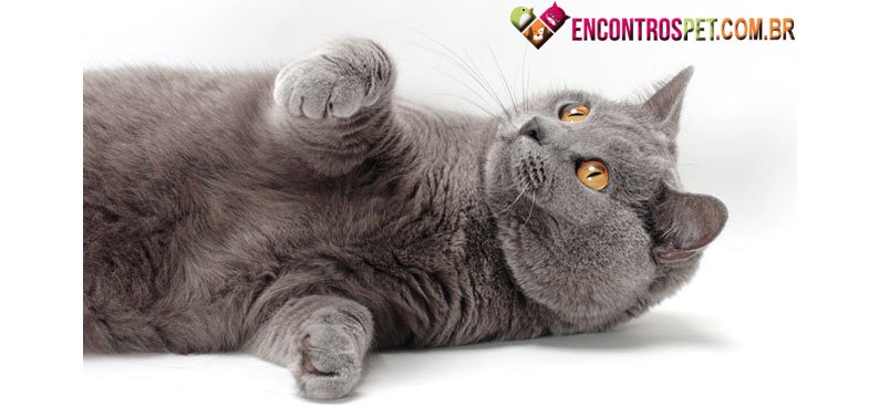 Chartreux-02