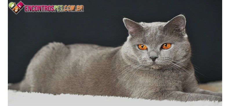 Chartreux-04
