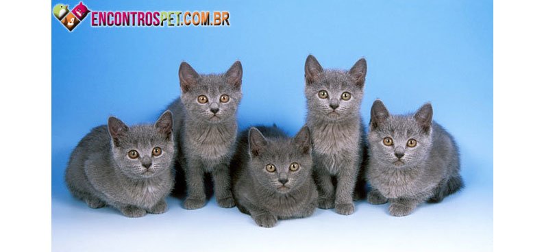 Chartreux