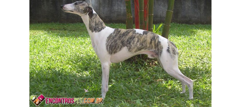 Greyhound