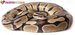 Cobra Python (Píton ou Pitão)