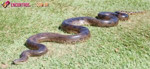 Cobra Sucuri (Anaconda): Curiosidades, Características