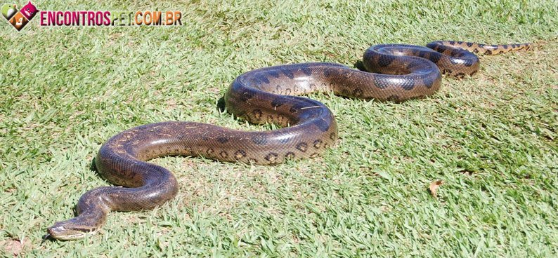 Cobra Sucuri (Anaconda): Curiosidades, Características
