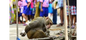 REVOLTANTE: Macaco é amarrado e HUMILHADO por moradores na Índia.