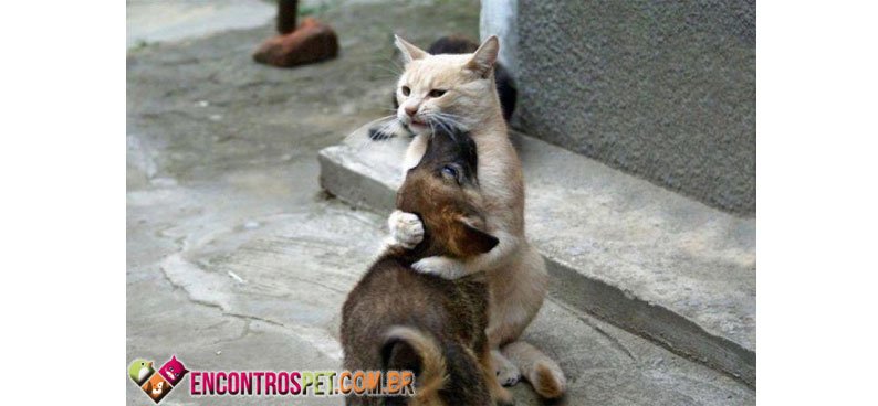 Cachorro-gato-01