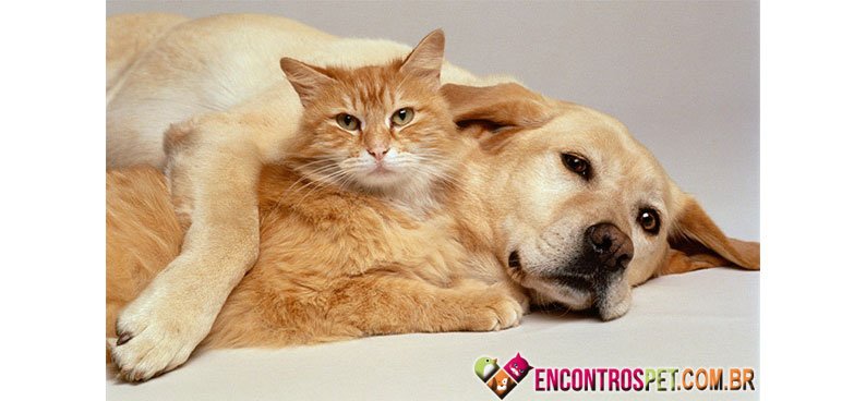 Cachorro-gato-02
