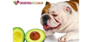﻿Cachorro vomitando verde: O que Fazer?