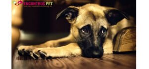 Ansiedade em Cães: Sintomas e como tratar?