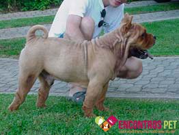 chow-chow-tosados-05