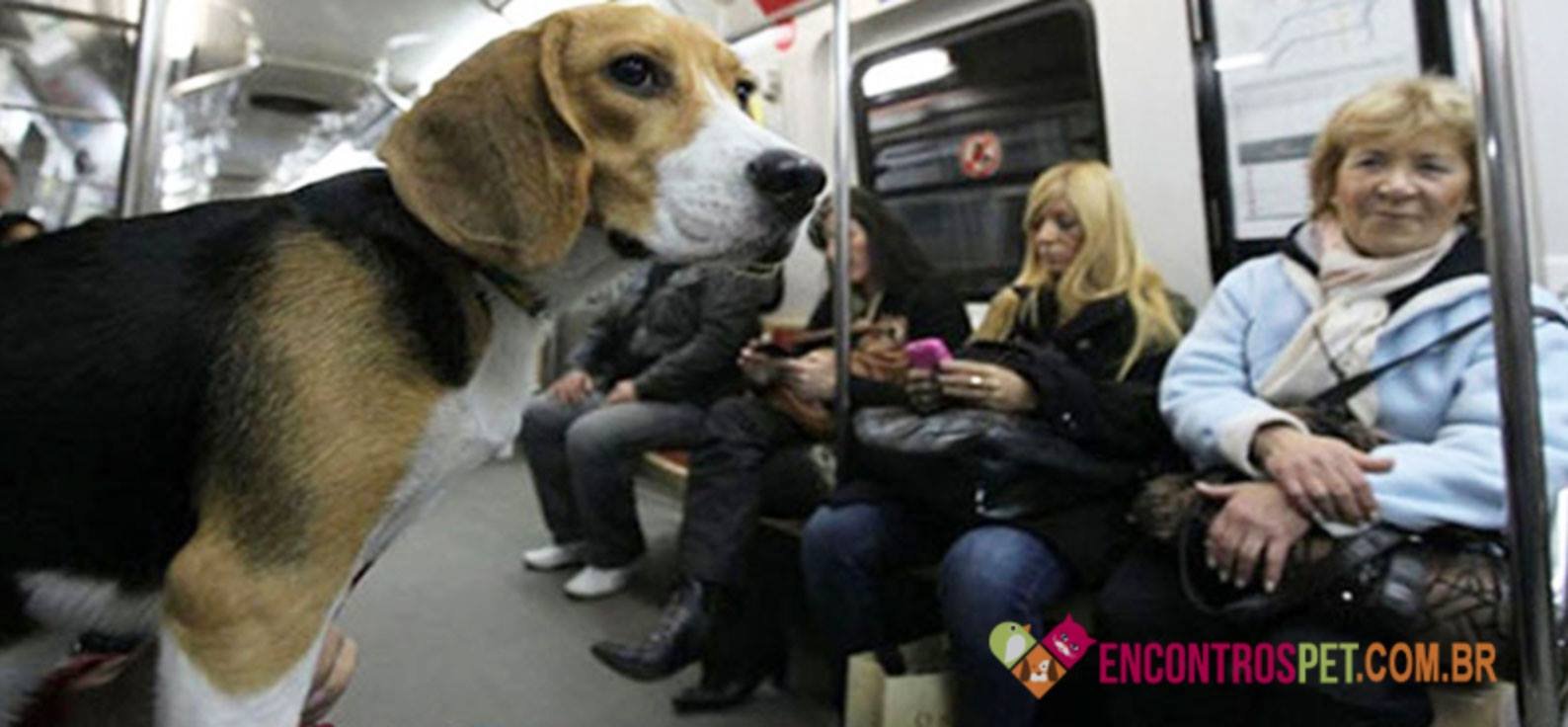 cachorro-pode-andar-onibus-metro-trem-uber