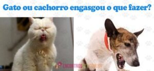 Como Desengasgar um Cachorro ou Gato