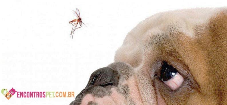 Cachorro pode pegar Dengue, Febre Amarela, Caxumba ou HIV?
