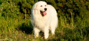 Cachorro Pastor Maremano Abruzês