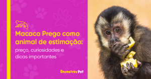 Macaco Prego como animal de estimação: preço, curiosidades e dicas importantes