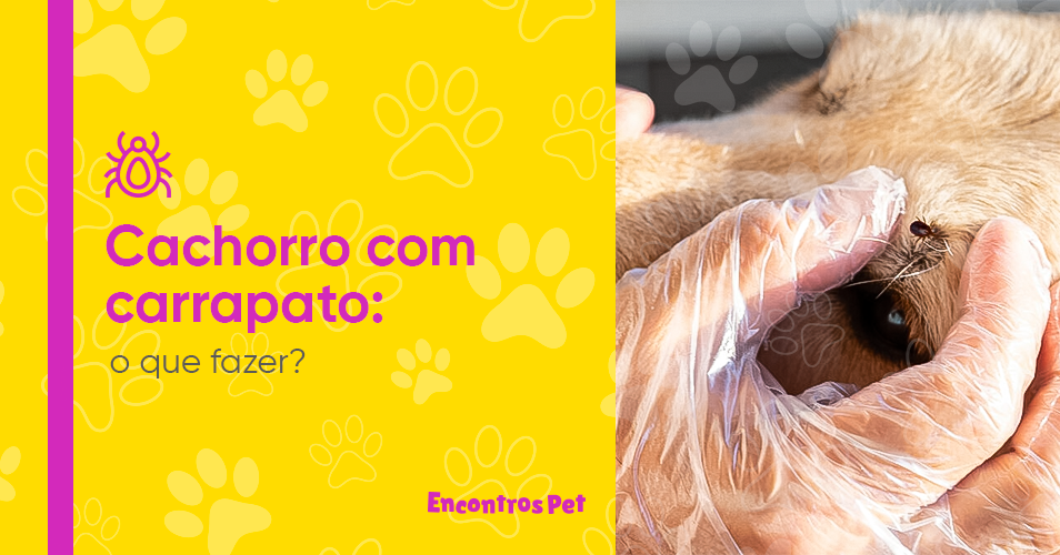 Cachorro com carrapato: o que fazer?