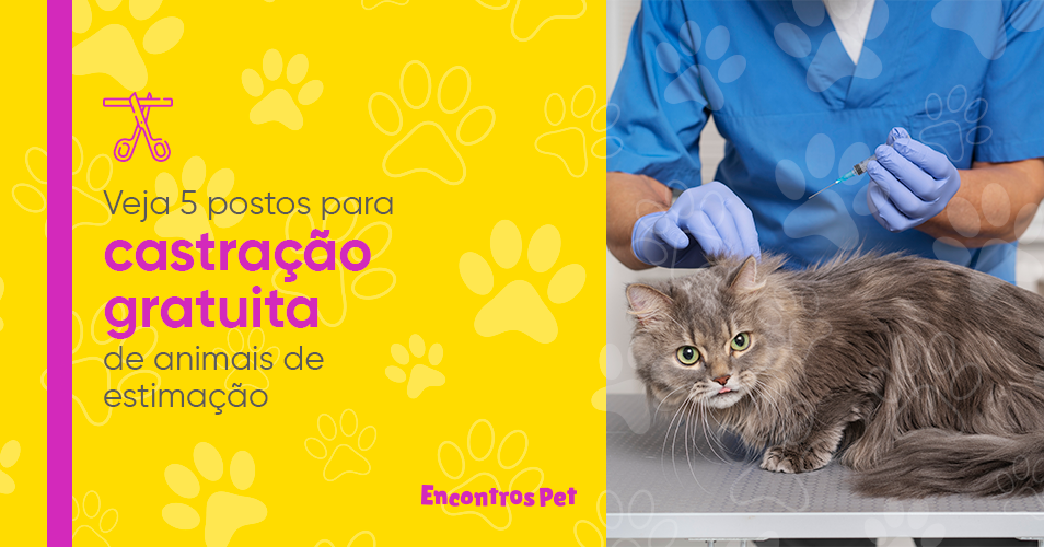 Veja 5 postos para castração gratuita de animais de estimação